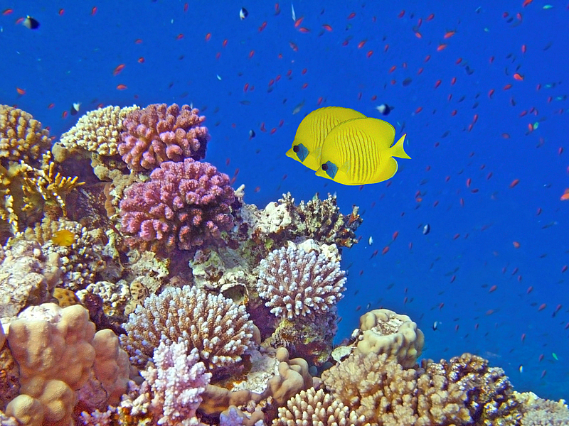 Korallenriff bei Marsa Alam im Roten Meer mit Maskenfalterfischen.